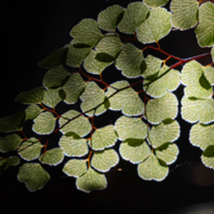 maidenhair_thumb